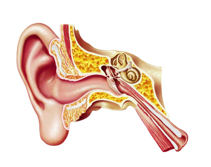 Oreille humaine, tableau en coupe réaliste. illustration libre de droits Oreille humaine, tableau en coupe réaliste. illustration libre de droits