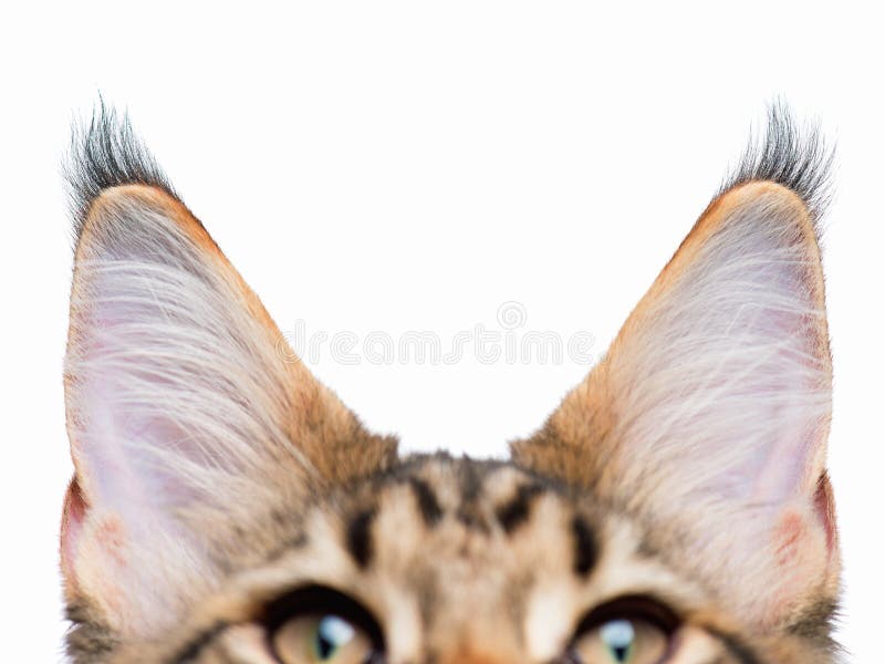 Oreilles De Chat Sur Le Fond Blanc Image Stock Image Du Adorable Museau