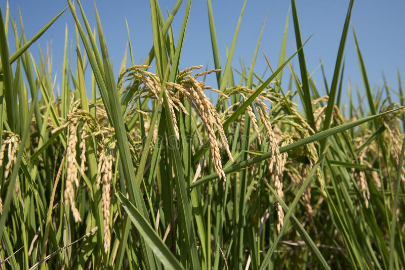 Download Oreilles De Riz Dans La Rizière Image stock - Image du extérieur, mûr: 77154133