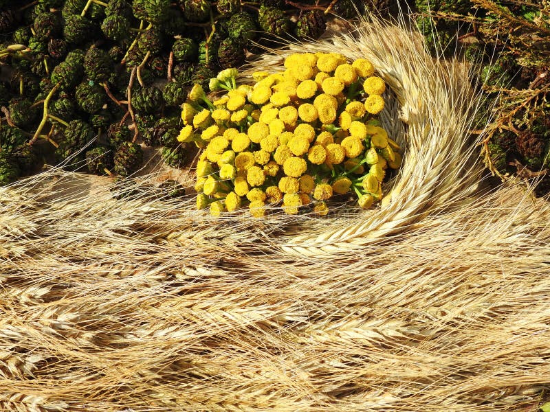Oreilles de Rye et belles fleurs jaunes, Lithuanie image libre de droits Oreilles de Rye et belles fleurs jaunes, Lithuanie image libre de droits