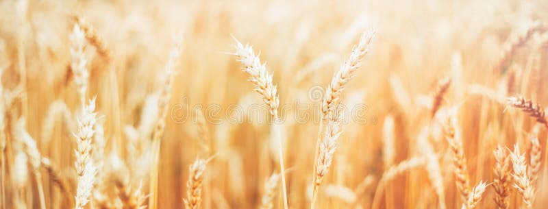 Oreilles jaunes d'été d'automne de champ de blé photo stock