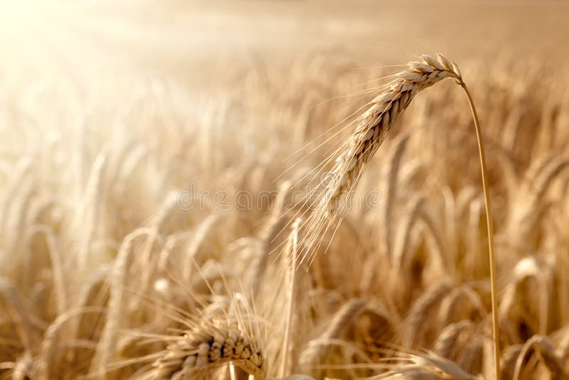 Orelha dourada em um campo de trigo fotos de stock Orelha dourada em um campo de trigo fotos de stock