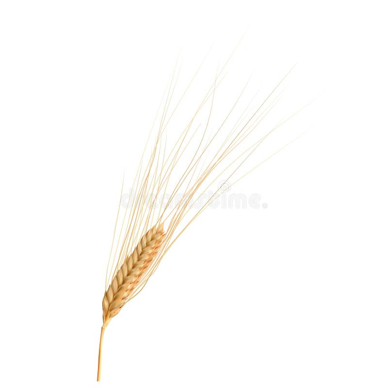 Orelha realística da foto do trigo isolada no branco, ilustração do vetor ilustração stock Orelha realística da foto do trigo isolada no branco, ilustração do vetor ilustração stock