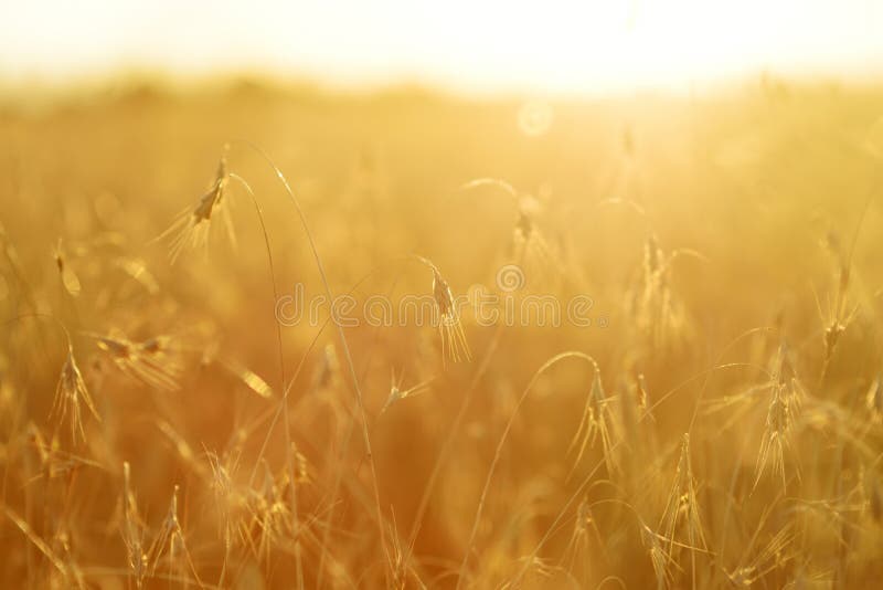 Orelhas de amadurecimento do campo de trigo amarelo no por do sol imagens de stock royalty free