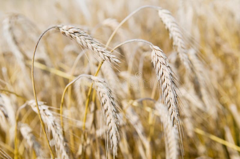 Orelhas de cereais do centeio (trigo) imagens de stock royalty free Orelhas de cereais do centeio (trigo) imagens de stock royalty free