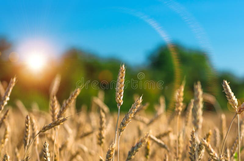 Orelhas do ouro do trigo contra a floresta e o céu azul fotografia de stock royalty free Orelhas do ouro do trigo contra a floresta e o céu azul fotografia de stock royalty free