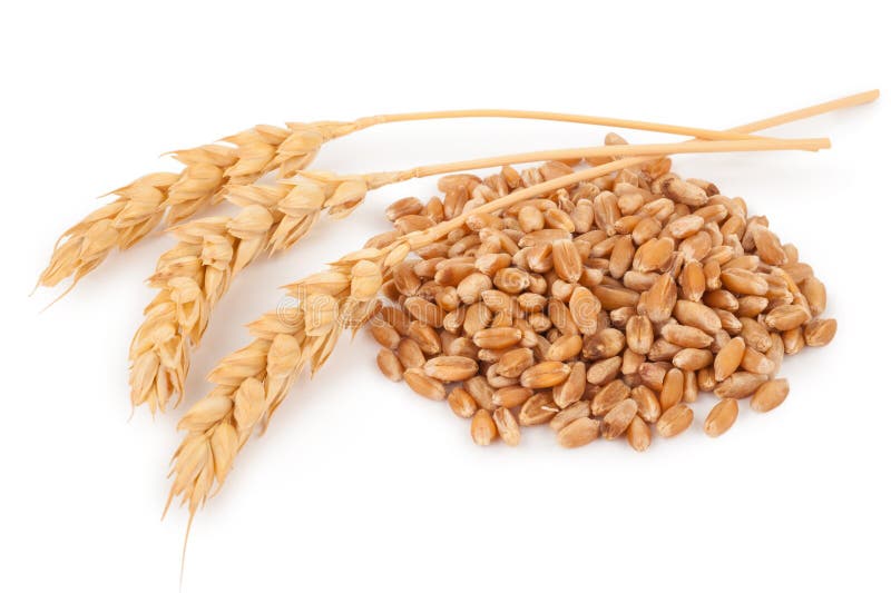 Espigas de trigo e grãos de trigo imagens de stock