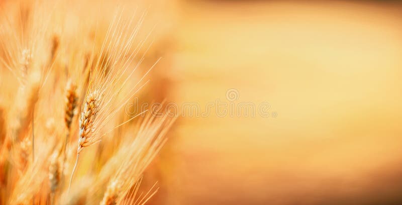 Orelhas douradas do trigo, natureza exterior, campo de cereal, lugar para o texto Exploração agrícola da agricultura