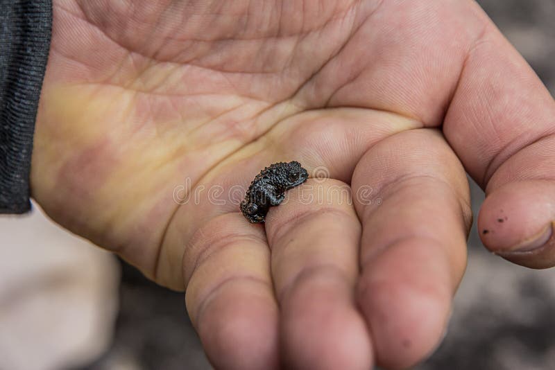 Oreophrynella Quelchii, Commonly Known As the Roraima Black Frog or Roraima Bush Toad, is a Species of Toad in the Family Stock Photo - Image of marsh, nature: 176871658 Oreophrynella Quelchii, Commonly Known As the Roraima Black Frog or Roraima Bush Toad, is a Species of Toad in the Family Stock Photo - Image of marsh, nature: 176871658