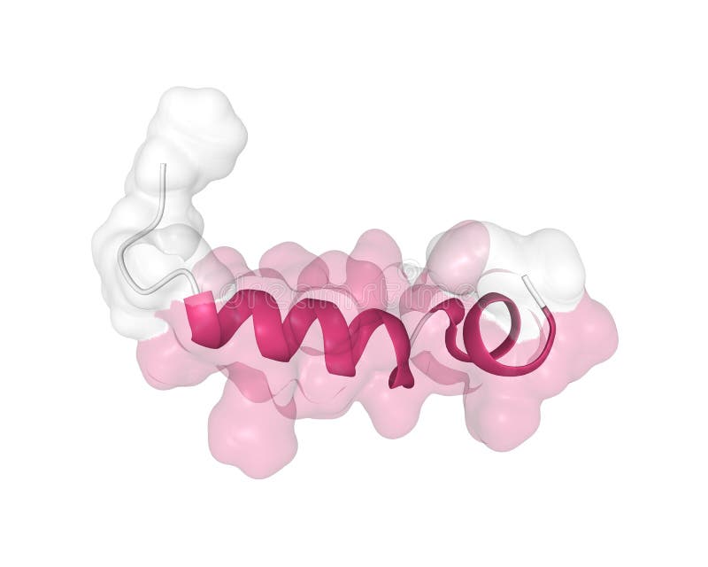 Orexin, also known as hypocretin, is a neuropeptide that regulates arousal, wakefulness, and appetite. A combined cartoon-Gaussian surface model of the tertiary structure, white background. Orexin, also known as hypocretin, is a neuropeptide that regulates arousal, wakefulness, and appetite. A combined cartoon-Gaussian surface model of the tertiary structure, white background.