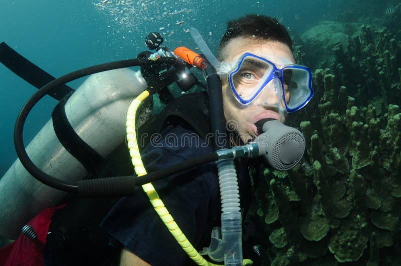 Organ coral and scuba diver