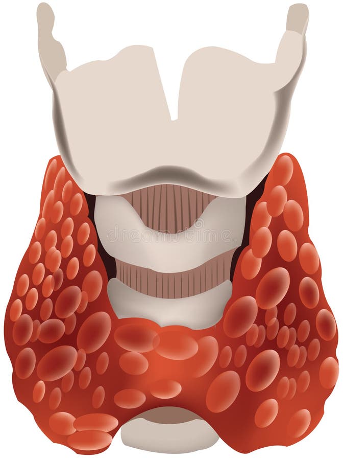 Organ of the human body thyroid gland stock photography