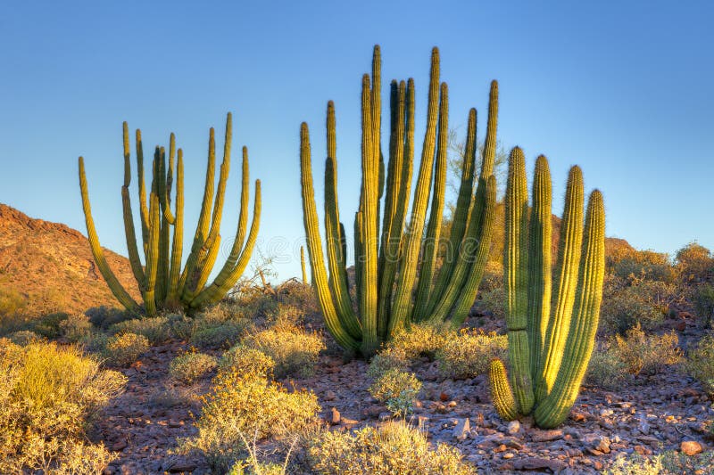 Organ leda i rör kaktusen