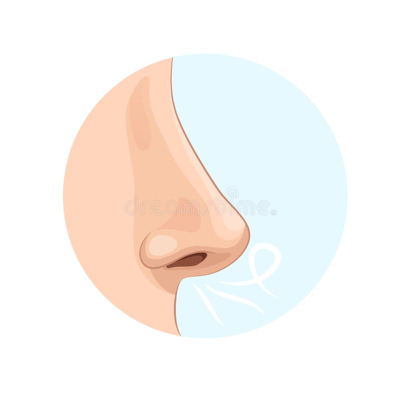 Organe d'odeur humaine, nez Biologie, anatomie de l'homme illustration libre de droits