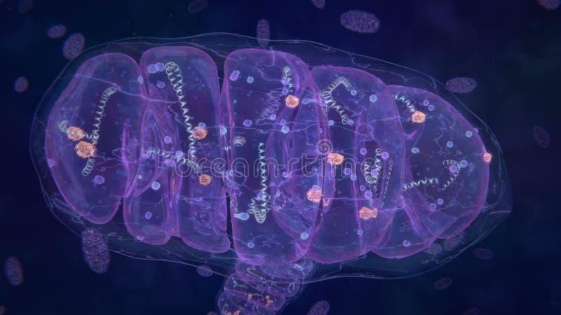 Organela de células mitocôndrias que produz energia