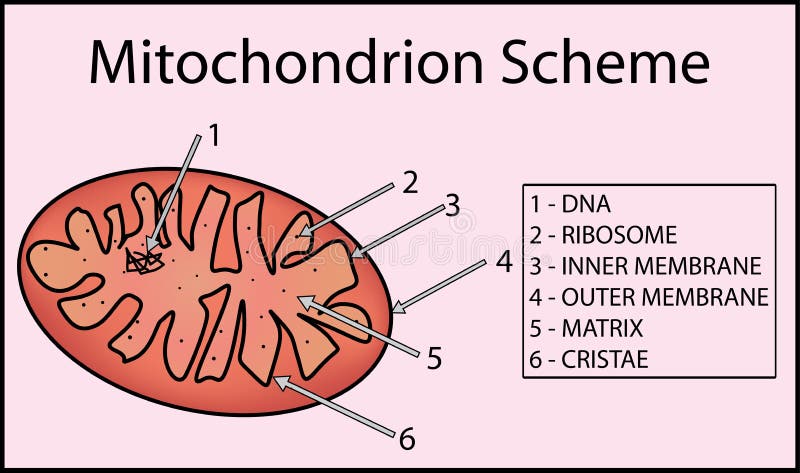 Structure of mitochondrion organelle. anatomy of mitochondrion. Structure of mitochondrion organelle. anatomy of mitochondrion