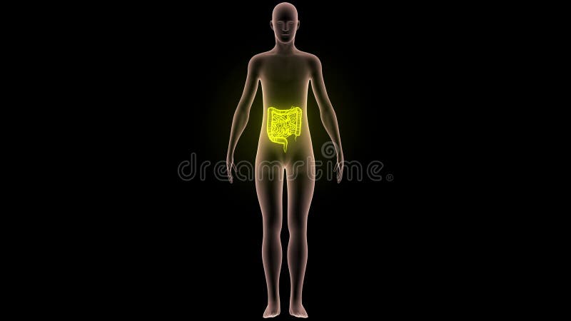 Organes de corps humain (grands et intestin grêle)