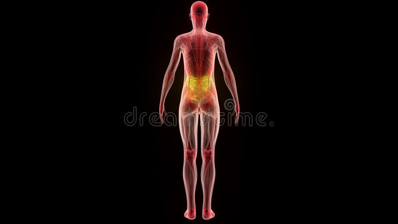 Organes de corps humain (grands et intestin grêle)