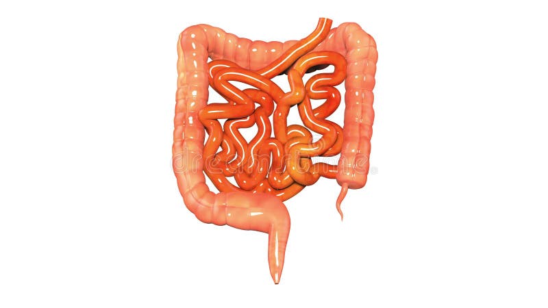 Organes de corps humain (grands et intestin grêle)