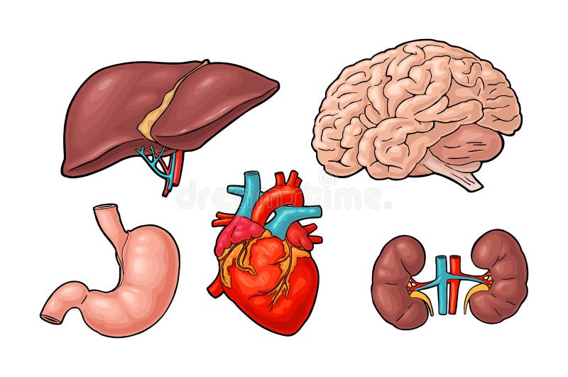 Organes humains d'anatomie Cerveau, rein, coeur, foie, estomac Gravure de vecteur illustration stock Organes humains d'anatomie Cerveau, rein, coeur, foie, estomac Gravure de vecteur illustration stock