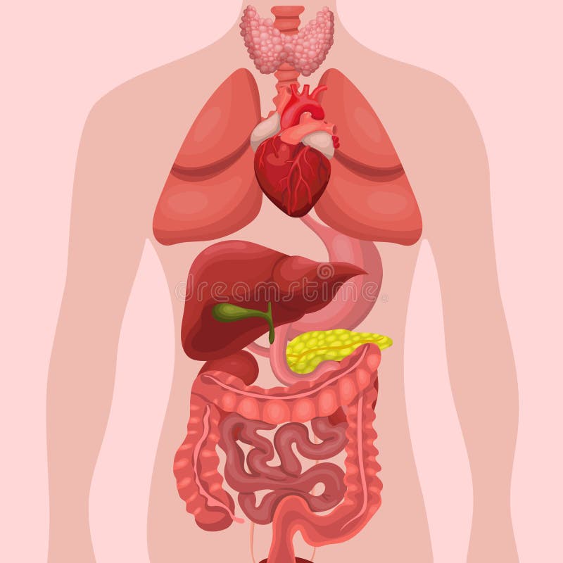 Organes humains d'anatomie internes Syst?mes de corps et d'organes de l'homme syst?mes m?dicaux Illustration illustration de vecteur Organes humains d'anatomie internes Syst?mes de corps et d'organes de l'homme syst?mes m?dicaux Illustration illustration de vecteur