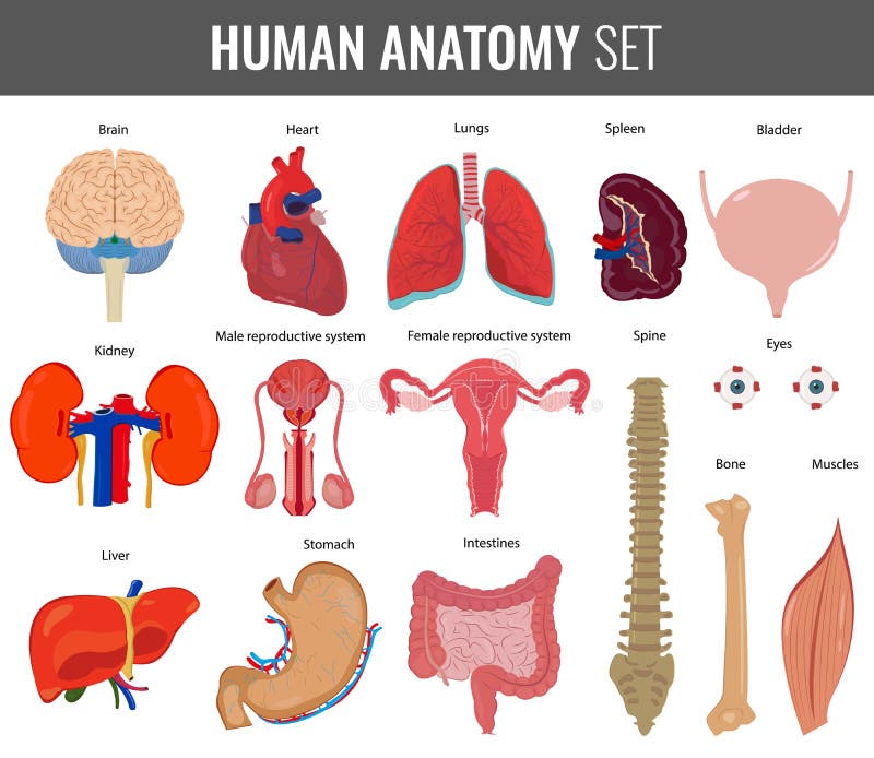 Anatomie Organes Corps Humain
