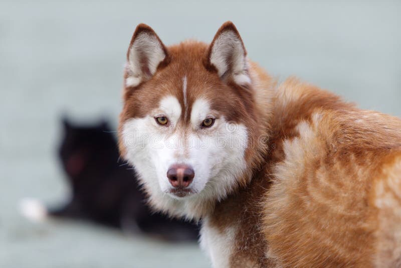 An Organge Husky with Serious Face Stock Photo - Image of puppy, snow ...