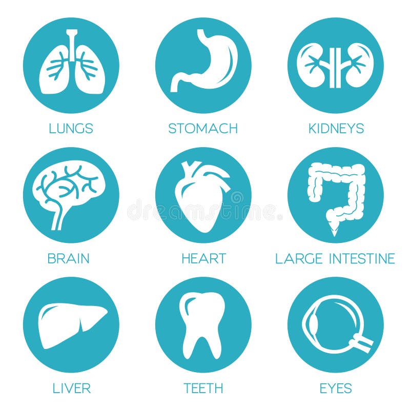 Organi umani royalty illustrazione gratis Organi umani royalty illustrazione gratis