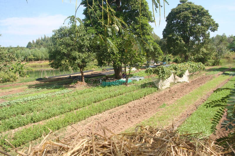Organic,Agriculture,farm,rice ,Thai farmers,Dipterocarpus alatus stock photos Organic,Agriculture,farm,rice ,Thai farmers,Dipterocarpus alatus stock photos