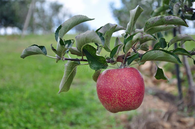 Organic Apple Orchard stock photo. Image of autumn, apples 26621674