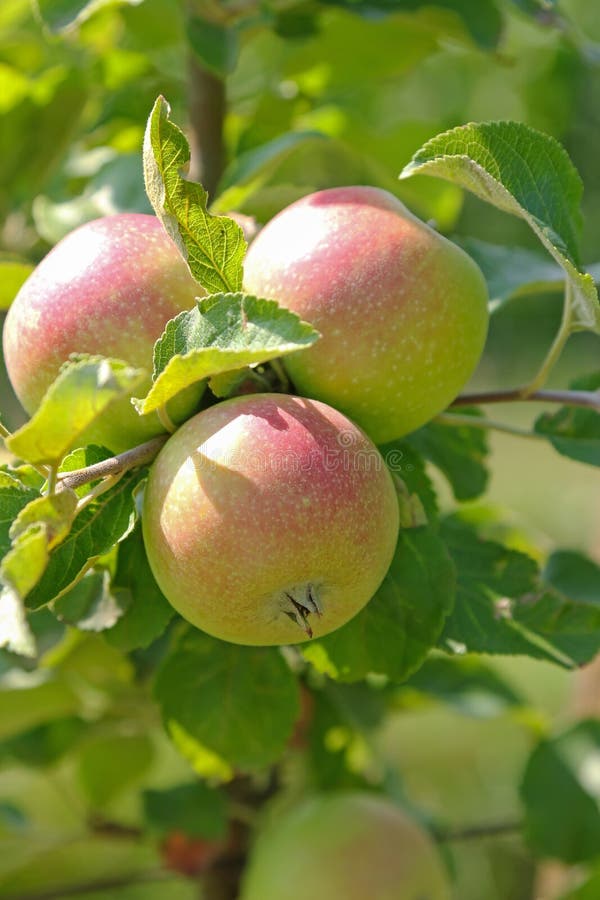 Organic Apple Tree with Fruit at the Orchard in Austria, Europe. Stock Image Image of europe