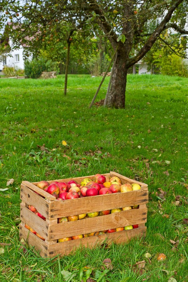 Organic Apples in the Basket