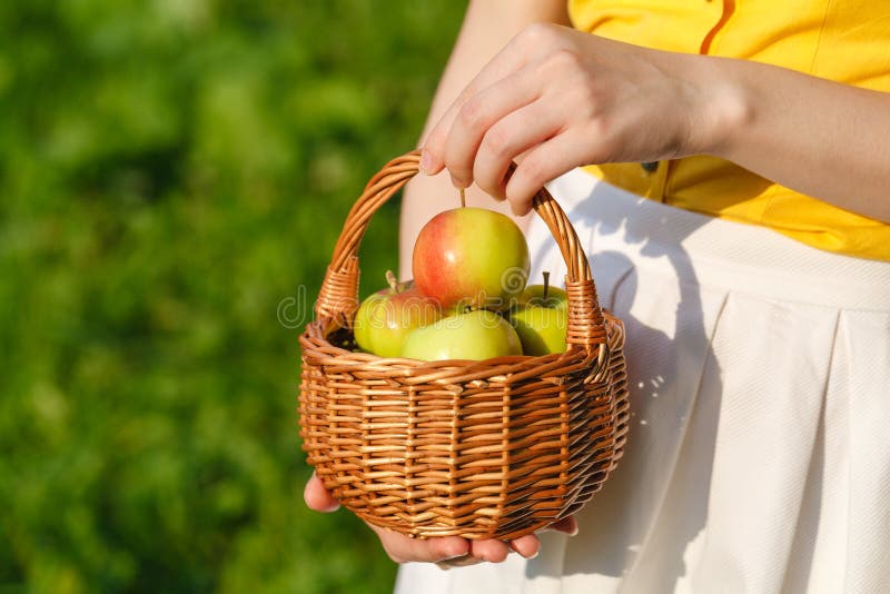 Organic apples in basket, apple orchard, fresh homegrown produce