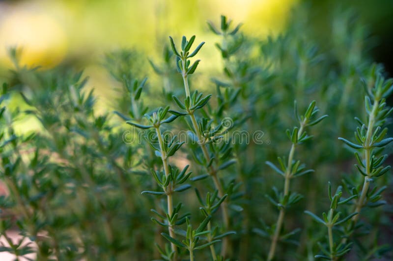 Organic Aromatic Herb Thyme Growing in Garden Stock Image Image of
