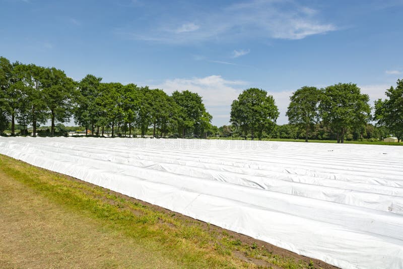 Organic Asparagus Farm and View on Covered Rows with White Asparagus