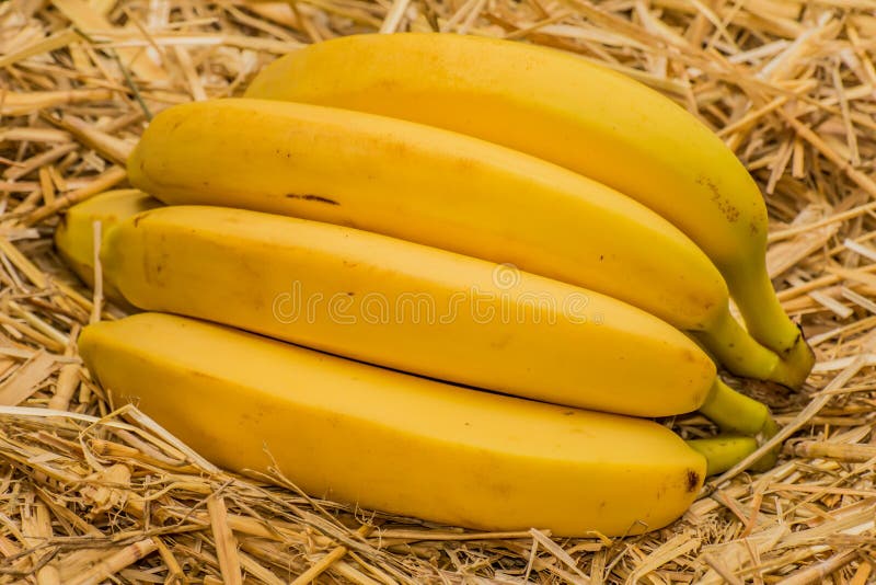 https://thumbs.dreamstime.com/b/organic-bananas-latin-%C3%A2%E2%82%AC-musa-banana-fruits-natural-straw-background-product-eco-agriculture-important-part-not-96053068.jpg