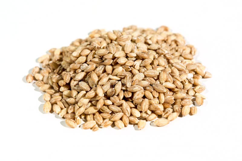 Organic barley grains stock photo. Image of white, bulk 80511624