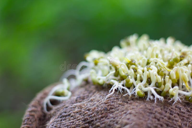 Organic bean sprouts stock image. Image of vitamin, life 54474783