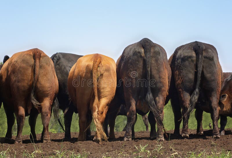 Organic beef cows