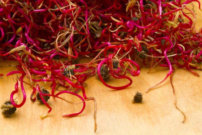 Organic beetroot germinated sprouts