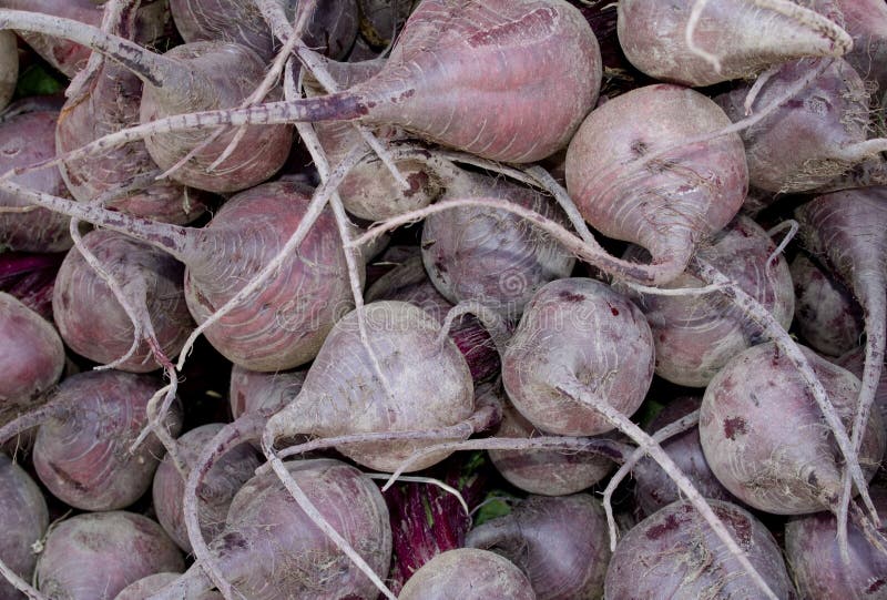 Organic Beets stock photo. Image of kitchen, vegetable 9143004
