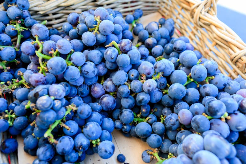 Organic blue grapes at a Farmer`s Market