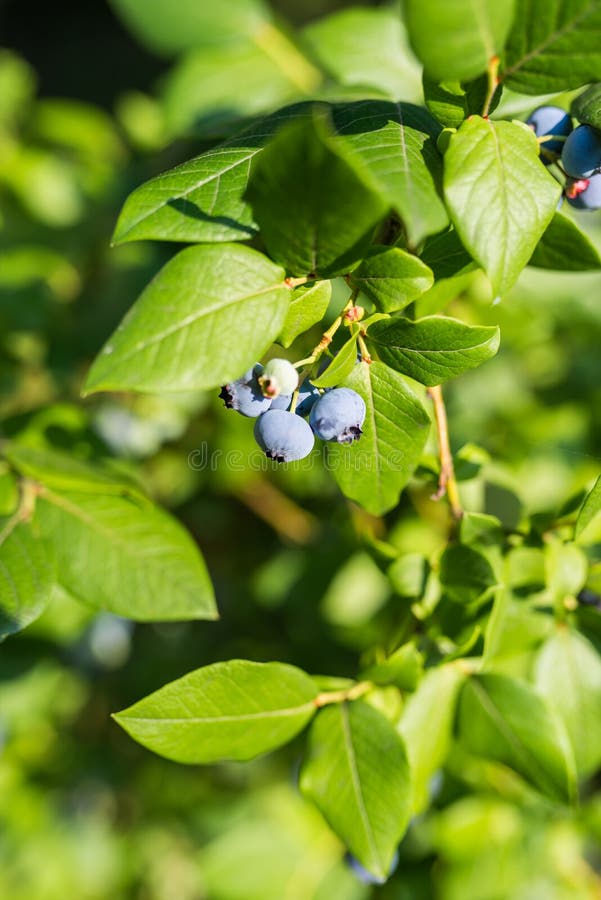 Organic Blueberries Growing on Green Bush Stock Photo Image of