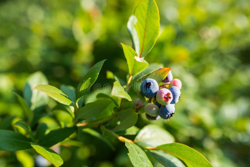 Organic Blueberries Growing on Green Bush Stock Photo Image of health
