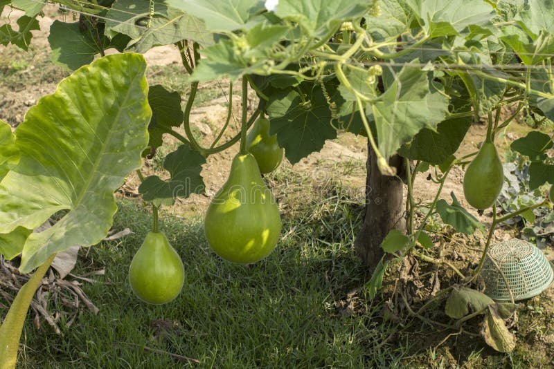 Organic Bottle Gourd Hanging on Tree Stock Image Image of food