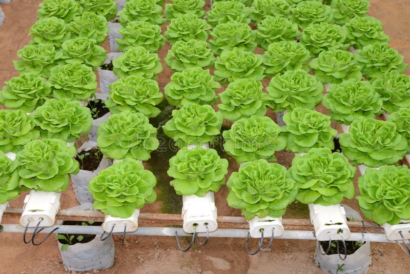 Organic cabbage farming