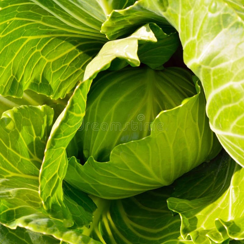 Organic Cabbage on the Field Ready To Harvest Stock Image Image of natural, healthy 54834077