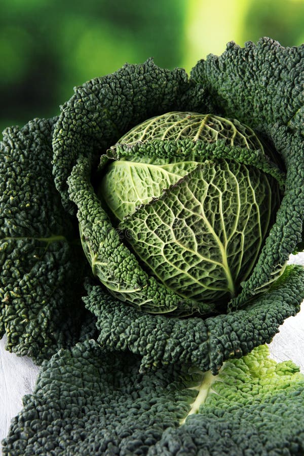 Organic Cabbage Head. Antioxidant Balanced Diet Eating with Savoy