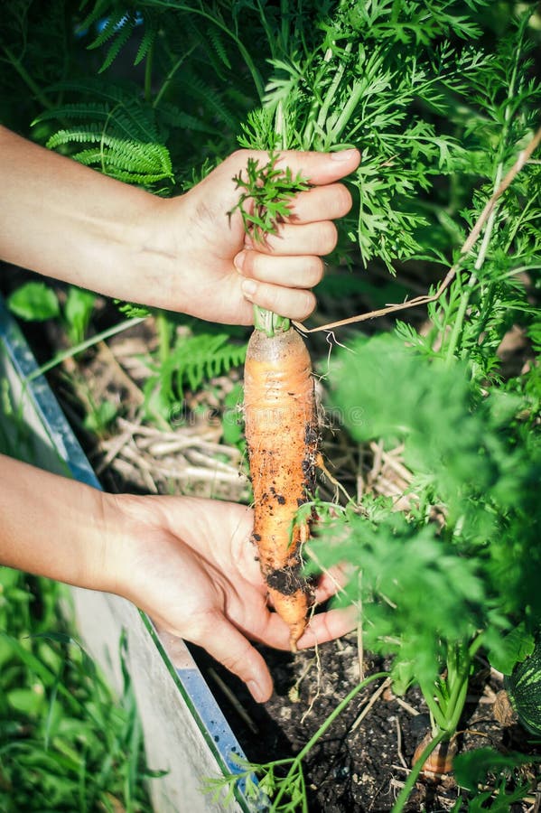 Carrot Grown in a Way that Looks Like a Woman Legs Stock Photo - Image of  leaf, freshness: 210397280