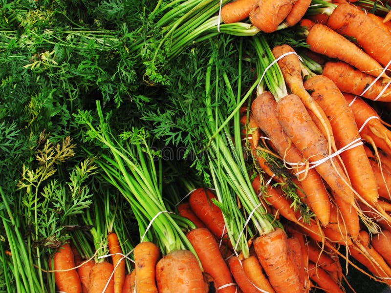 Organic Carrot for Sale at Market. Stock Photo Image of colorful